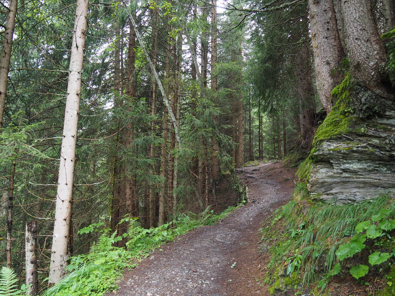 bospad naar de Elmau Alm