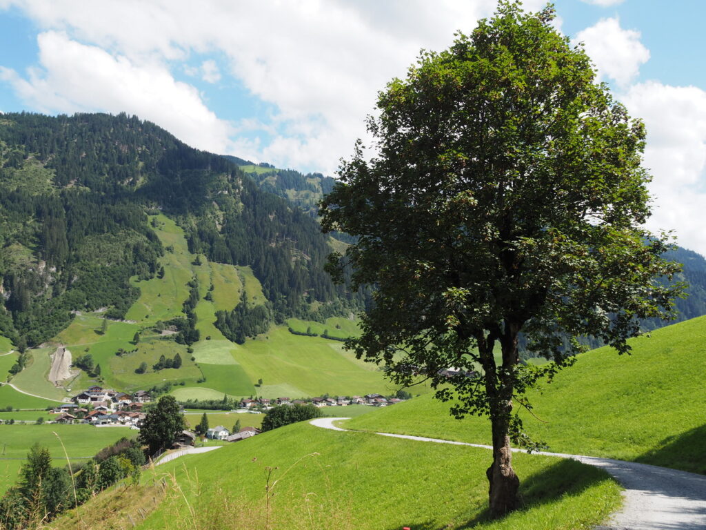 forstweg naar de Paul Hütte