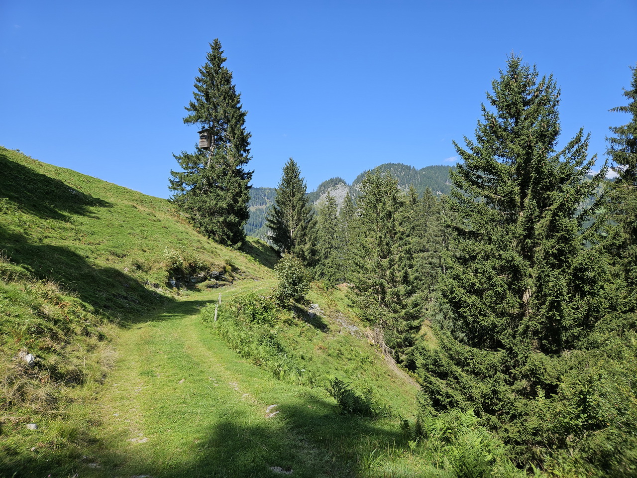wandelpaadje in Schied